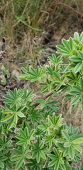 Lupinus arboreus