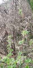 Lupinus arboreus