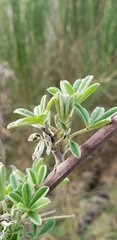 Lupinus arboreus