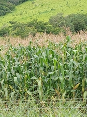 Zea mays