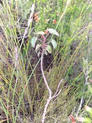 Pelargonium cordifolium
