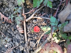 Sarcoscypha austriaca