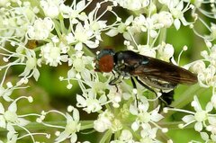 Chrysogaster solstitialis