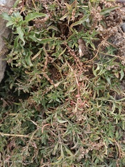 Amaranthus muricatus