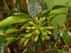 Marcgraviaceae