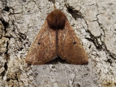 Dasycorsa modesta