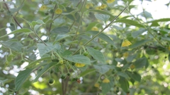 Capsicum rhomboideum