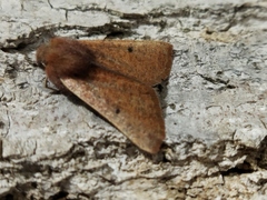 Dasycorsa modesta