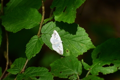 Lomographa temerata