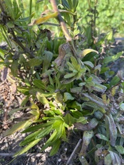 Pulicaria paludosa