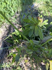 Pulicaria paludosa