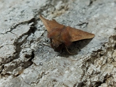 Dasycorsa modesta