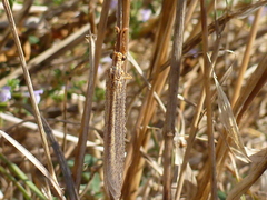 Macronemurus appendiculatus