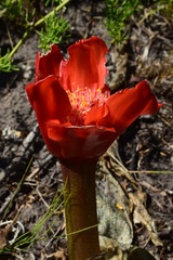 Haemanthus coccineus