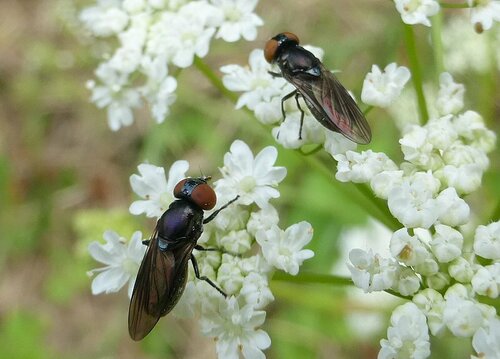 Dark-winged Chrysogaster photo 2