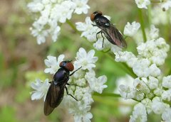 Chrysogaster solstitialis