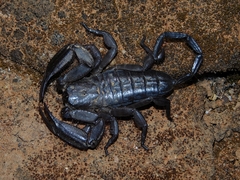 Hadogenes phyllodes