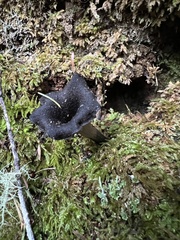 Craterellus calicornucopioides