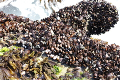 Mytilus galloprovincialis