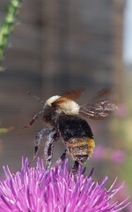 Bombus bellicosus