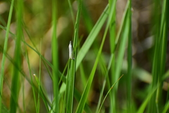 Crambus lathoniellus
