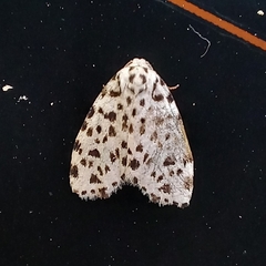 Arctiinae