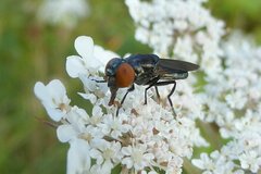 Chrysogaster solstitialis