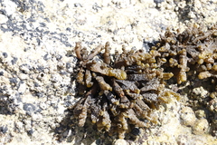 Splachnidium rugosum