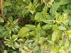 Mirabilis jalapa