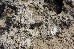 Splachnidium rugosum