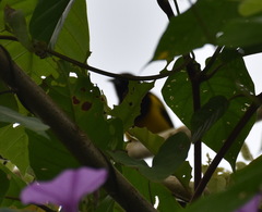 Icterus prosthemelas