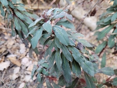 Euphorbia amygdaloides
