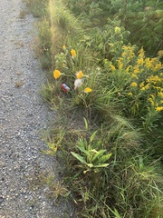 Sonchus arvensis uliginosus