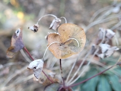 Euphorbia amygdaloides