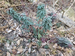 Euphorbia amygdaloides