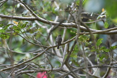 Empidonax flaviventris