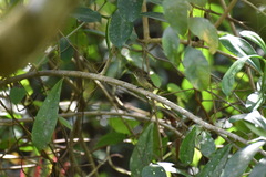 Empidonax flaviventris