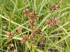 Cyperus sphaerospermus