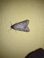 Alsophila aescularia