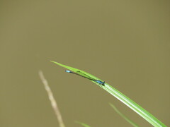 Acanthagrion