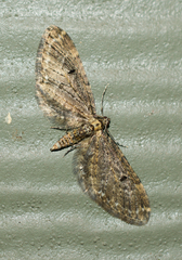 Eupithecia olivacea