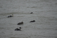 Somateria mollissima