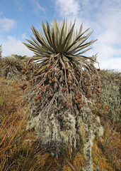 Espeletia grandiflora