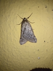 Alsophila aescularia