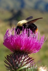Bombus bellicosus