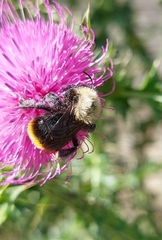 Bombus bellicosus