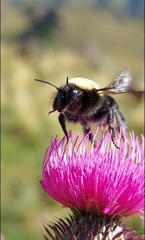 Bombus bellicosus