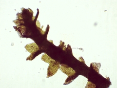 Cephaloziella stellulifera