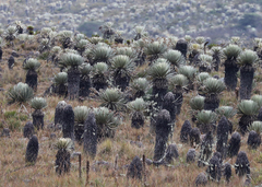 Espeletia grandiflora