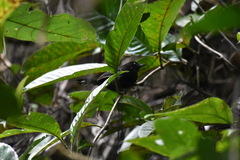 Microrhopias quixensis